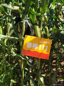 联创玉米种哪个品种好 联创玉米种选哪个品种最佳