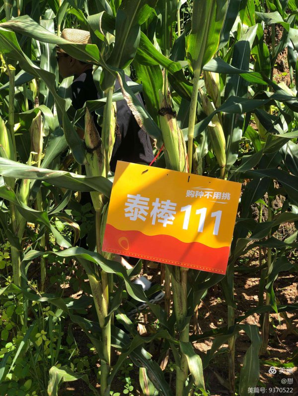 联创玉米种哪个品种好