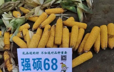 强硕68玉米品种介绍 介绍强硕68玉米品种