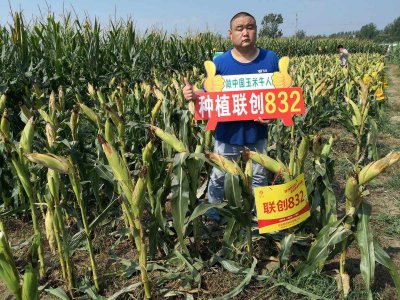 联创832玉米品种介绍 联创832玉米种类概述