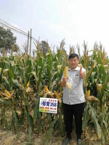 郁青358玉米品种介绍 郁青358玉米品种概述