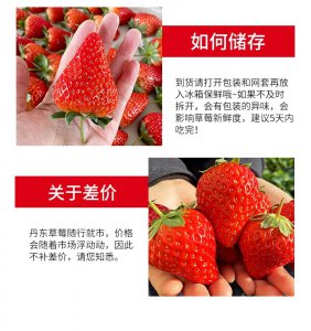 奶油草莓品种介绍及特点 奶油草莓的品种及特色