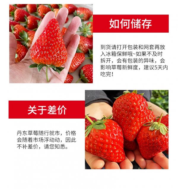 奶油草莓品种介绍及特点