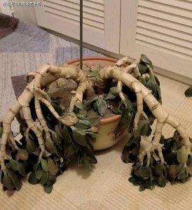 玉树冻了发软还有救吗 玉树冻软还能挽回吗？