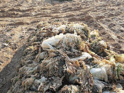 白菜能否用塑料布盖以防冻死 使用塑料布覆盖白菜有助于防止冻死吗？