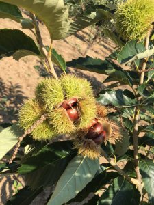 板栗成熟季节是几月份 板栗成熟时间是哪个月份？