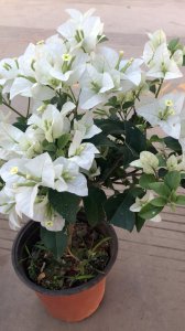 三角梅白雪公主是勤花品种吗 三角梅白雪公主是属于勤劳的花吗？