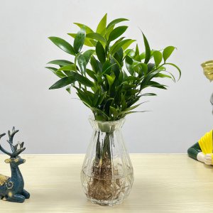 适合学生桌面养的植物盆栽 适合学生办公桌放置的盆栽植物