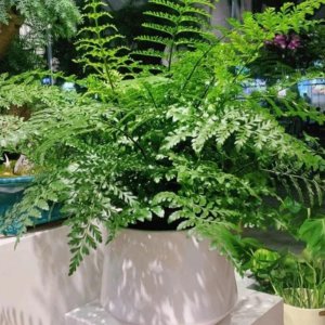 适合在家养的蕨类植物 适合在家中种植的蕨类植物