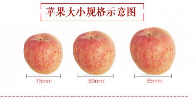 十大优质苹果品种分布 十种最好的苹果种类分布