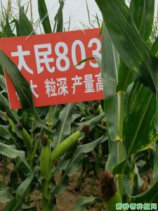 农华803玉米品种介绍