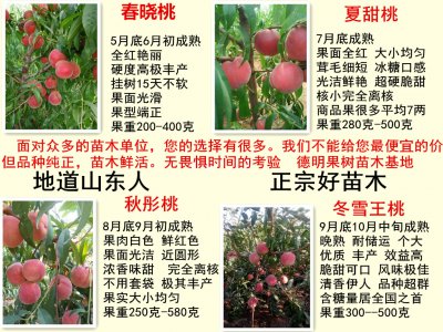 黑桃皇后桃树品种介绍 黑桃皇后桃树的品种特点