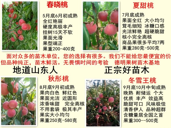 黑桃皇后桃树品种介绍