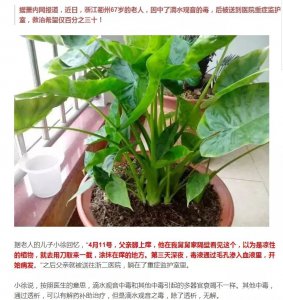 滴水观音冬天怎么养才能安全过冬 冬季养护滴水观音需注意的事项