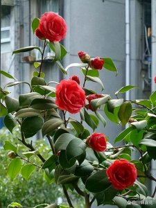 冬季室外耐寒的花卉有哪些 冬季户外耐寒植物有哪些？