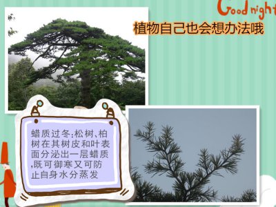 植物是怎么过冬的方法 植物过冬的方式概述

植物如何度过寒冬