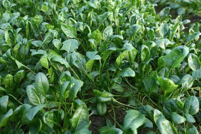 菠菜能抗零下几度低温不冻死 菠菜能耐零下多低温度不受影响