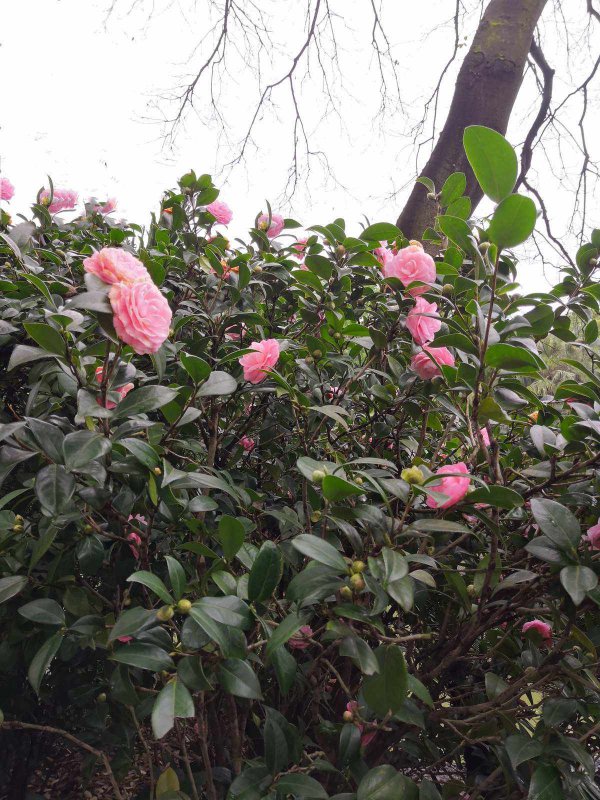 山茶花冬天怎么养才能安全过冬