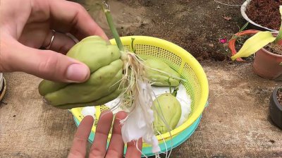 佛手瓜如何留种过冬天 佛手瓜如何储存种子过冬？