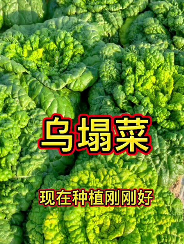 乌塌菜耐寒最低温度是多少
