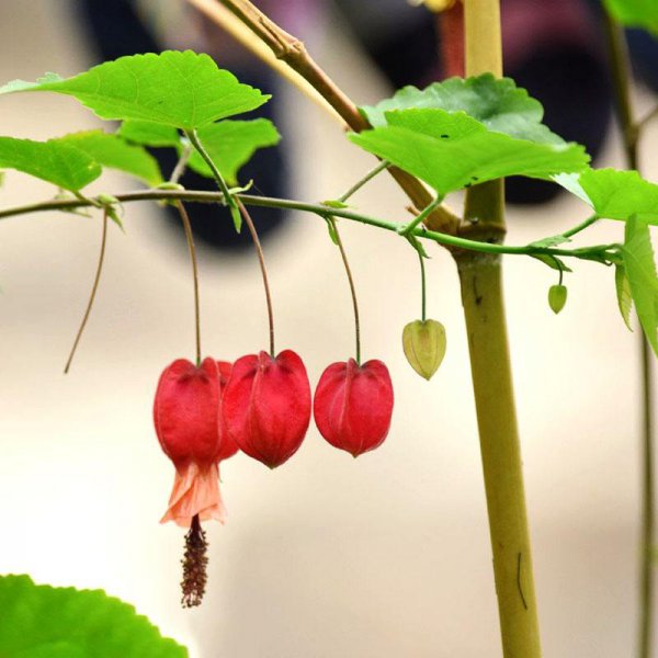 灯笼花耐寒吗