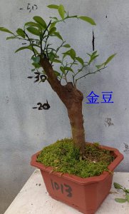 金豆耐寒最低温度 金豆耐寒极限温度