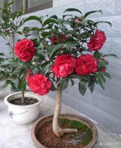 山茶花耐寒吗 山茶花能承受寒冷吗？