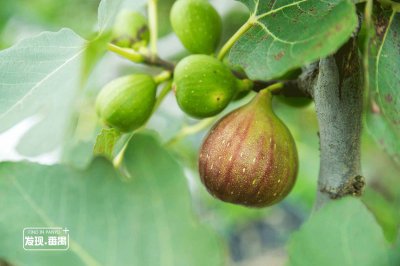 无花果耐寒吗 无花果能耐寒吗？
无花果是否能抗寒？