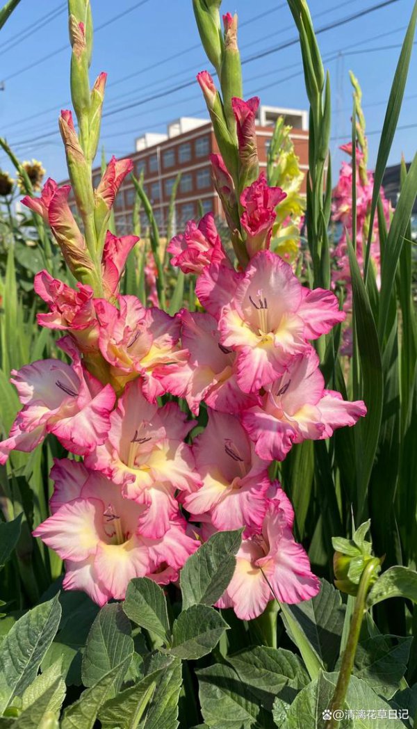唐菖蒲耐寒吗