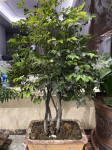黑骨茶耐寒吗 黑骨茶适合寒冷天气吗？