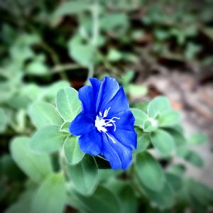 蓝星花耐寒吗 蓝星花是否耐寒？
