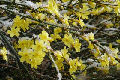 迎春花耐寒吗 迎春花是否耐寒？