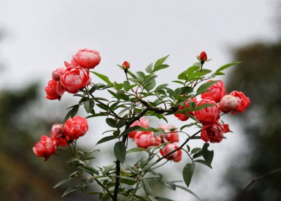 蔷薇花耐寒吗 蔷薇花是否耐寒？