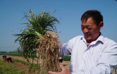 麦冬几月份收获 麦冬何时收获？