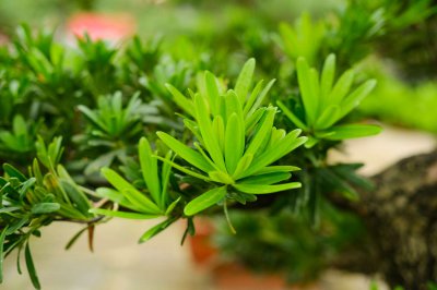 罗汉松冬天落叶吗 罗汉松在冬季是否掉叶？