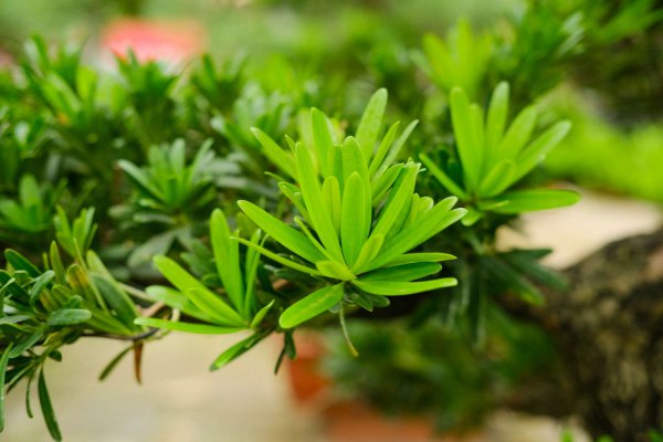 罗汉松冬天落叶吗