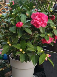 克瑞墨茶花耐寒吗 克瑞墨茶花耐低温吗？