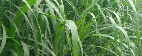 杂交王草耐寒吗