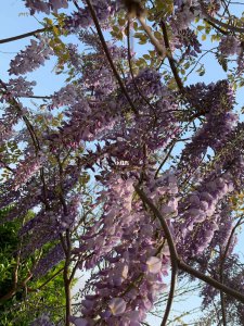 紫藤花冬天落叶吗 紫藤花在冬季会掉落叶子吗？