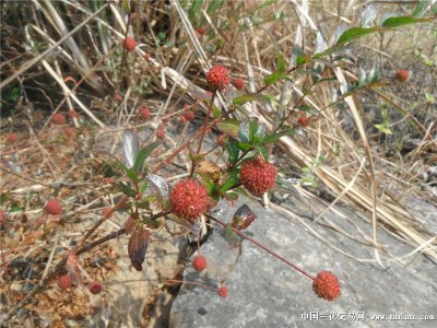 水杨梅冬天落叶吗 水杨梅在冬季会掉叶吗？