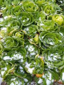 冬菜是雪菜吗 冬菜和雪菜有什么区别？