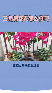三角梅冬天落叶吗怎样管理 冬季三角梅如何处理落叶问题？