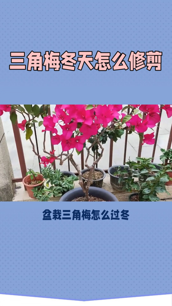 三角梅冬天落叶吗怎样管理
