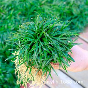 日本矮麦冬和玉龙草区别 矮麦冬和玉龙草的区别