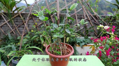 茉莉花怎么过冬季妙招 茉莉花的冬季保养技巧