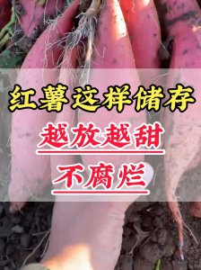 红薯的保存方法过冬不烂 红薯冬季长效保存技巧