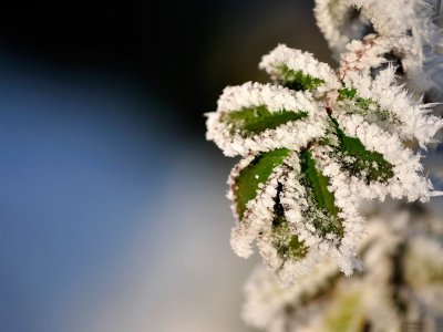 大自然中植物过冬的方式 植物的冬眠方式