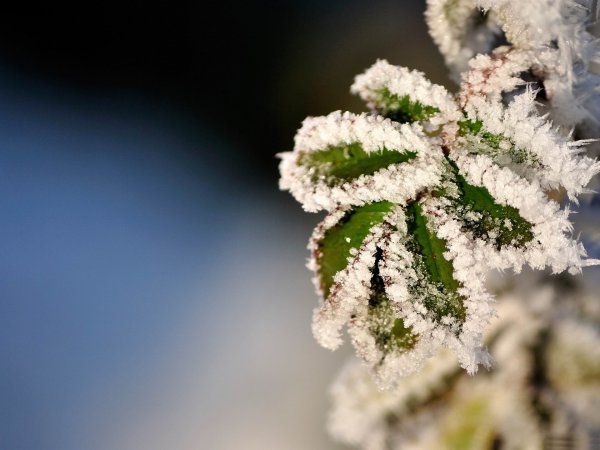 大自然中植物过冬的方式
