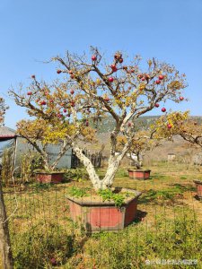 东北石榴树怎么过冬 东北地区的石榴树怎样度过冬季