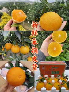 四川爱媛38号果冻橙几月份成熟 四川产爱媛38号橙子何时熟？